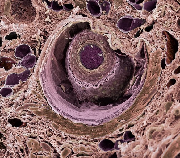 Tricología: la base de la belleza del pelo